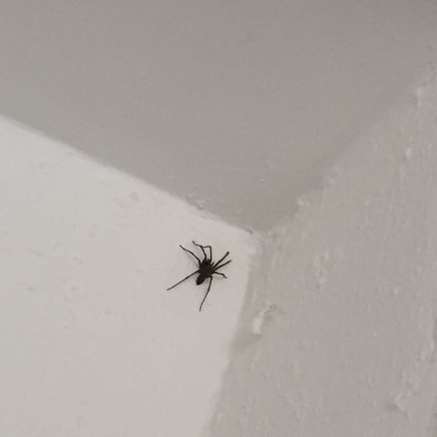 Riesen Spinne - (Angst, Spinnen)