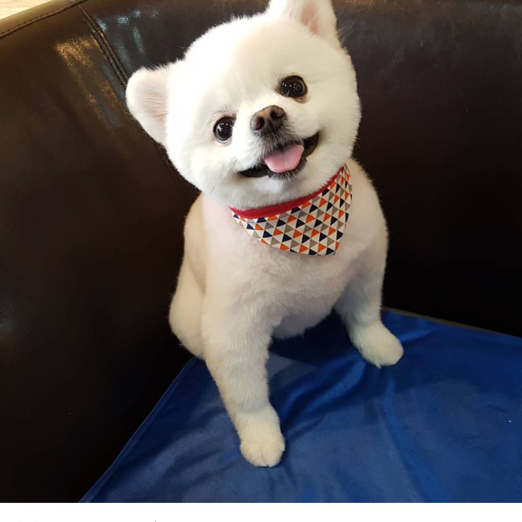 was heißt hund auf französisch