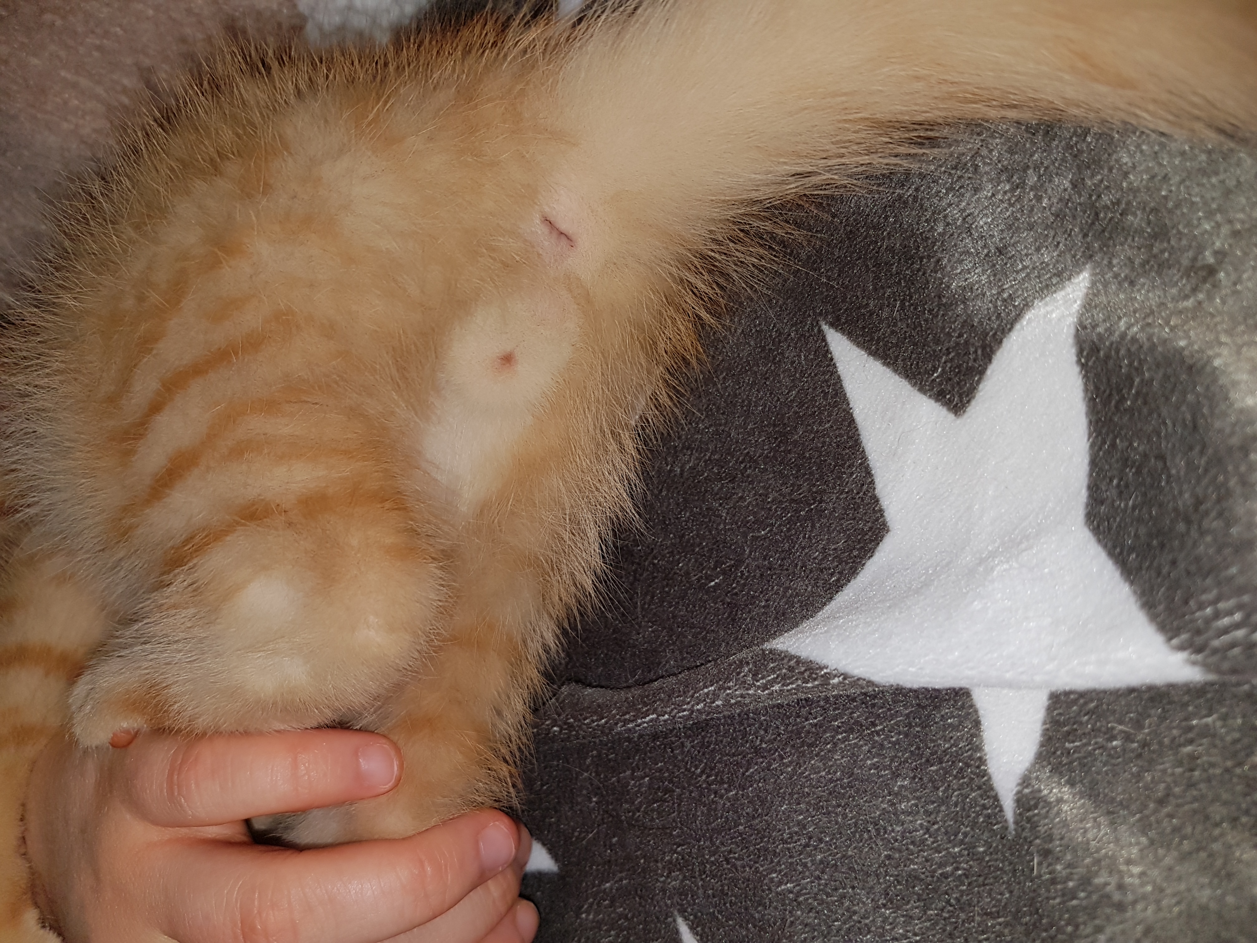 Hilfe! Katze oder Kater? (Tiere, Katzen, Geschlecht) Hilfe! Katze oder Kater? (Tiere, Katzen, Geschlecht)