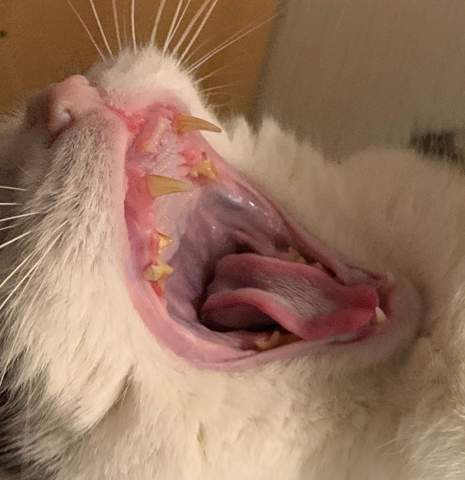 hilfe katze zahnfleisch entzundet katzen tierarzt