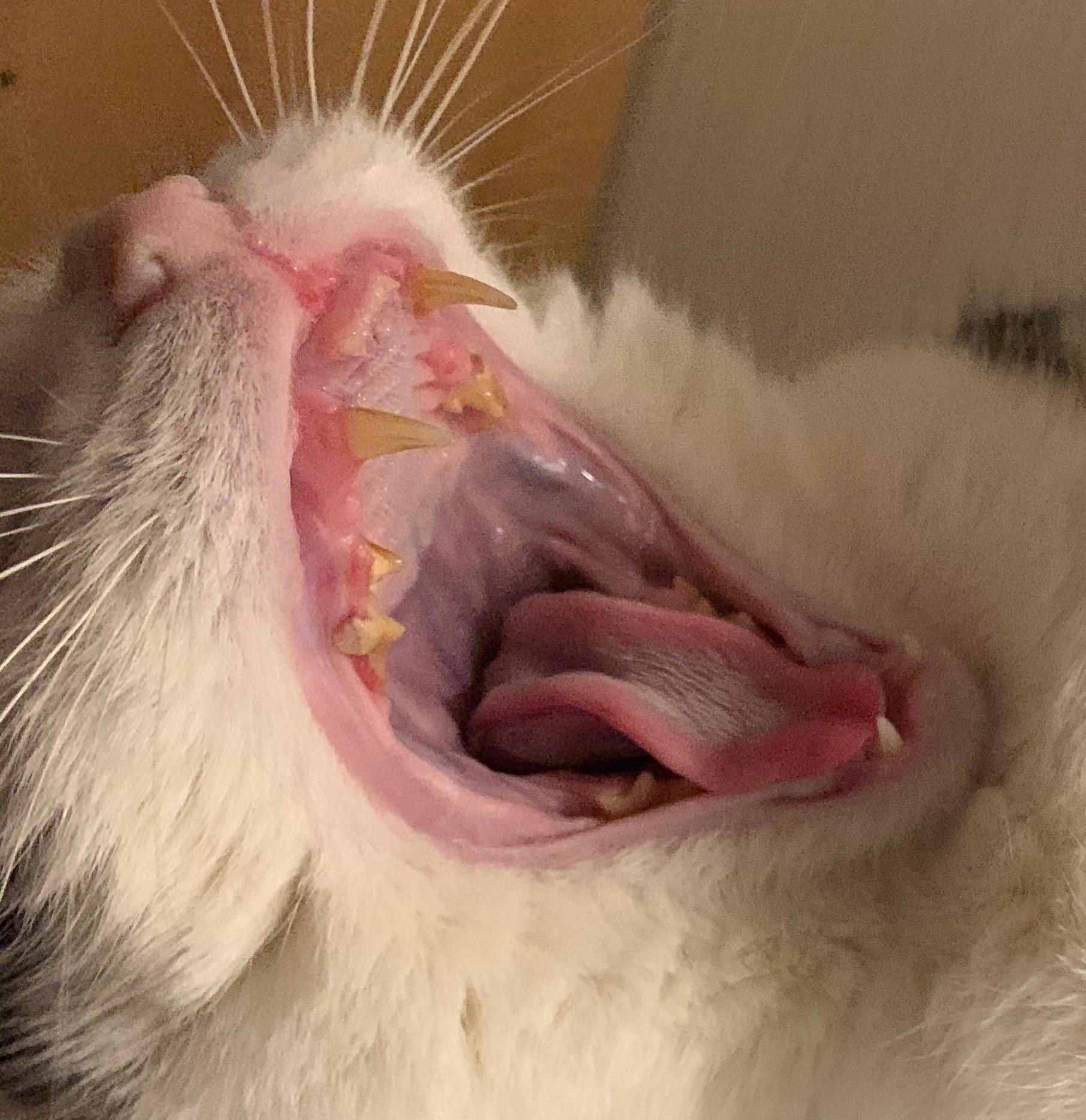 Hilfe Katze Zahnfleisch Entzundet Katzen Tierarzt