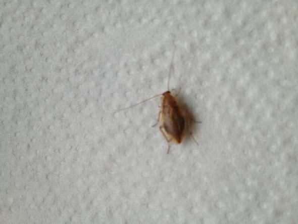 Hilfe Kleine Braune Kafer In Der Kuche Weiss Jemand Was Das Ist Tiere Ungeziefer
