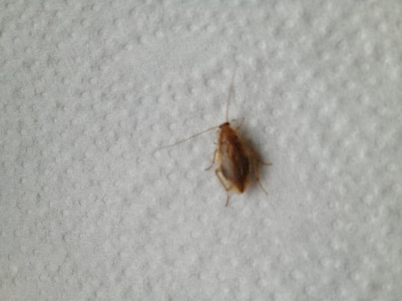 HILFE kleine braune Käfer in der Küche. Weiss jemand was das ist (Tiere