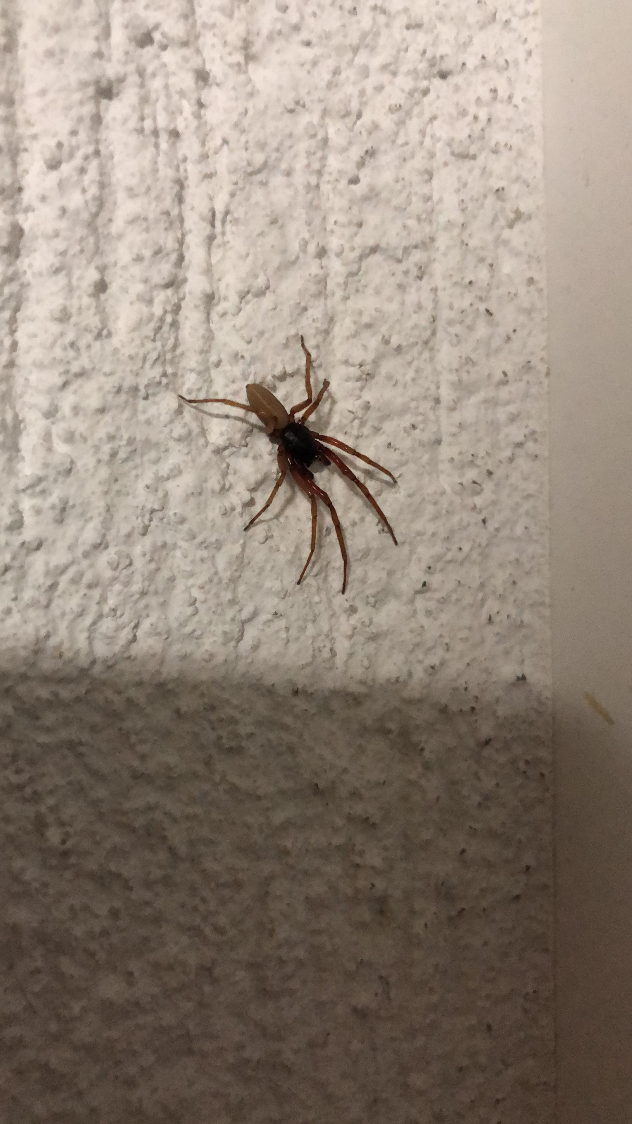 Hilfe Komische Spinne Im Treppenhaus Tiere Spinnen