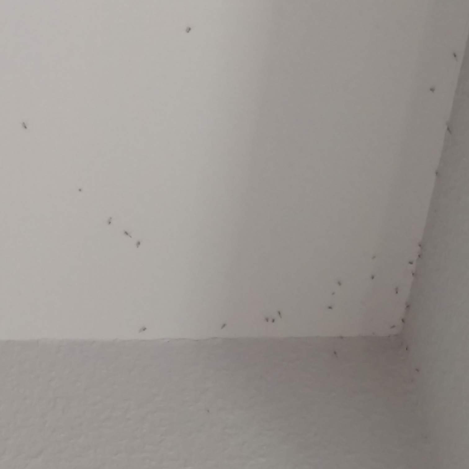 Hilfe, lästige Fliegen im Zimmer. Wie werde ich sie los? (Mücken)