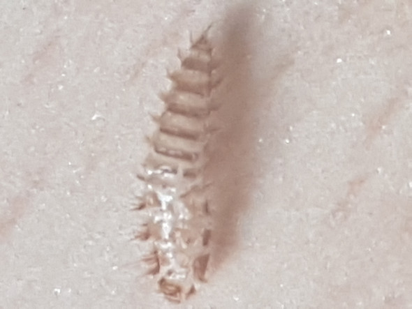 Hilfe Larvenbefall Unter Meinem Katzenkratzbaum Was Kann Das