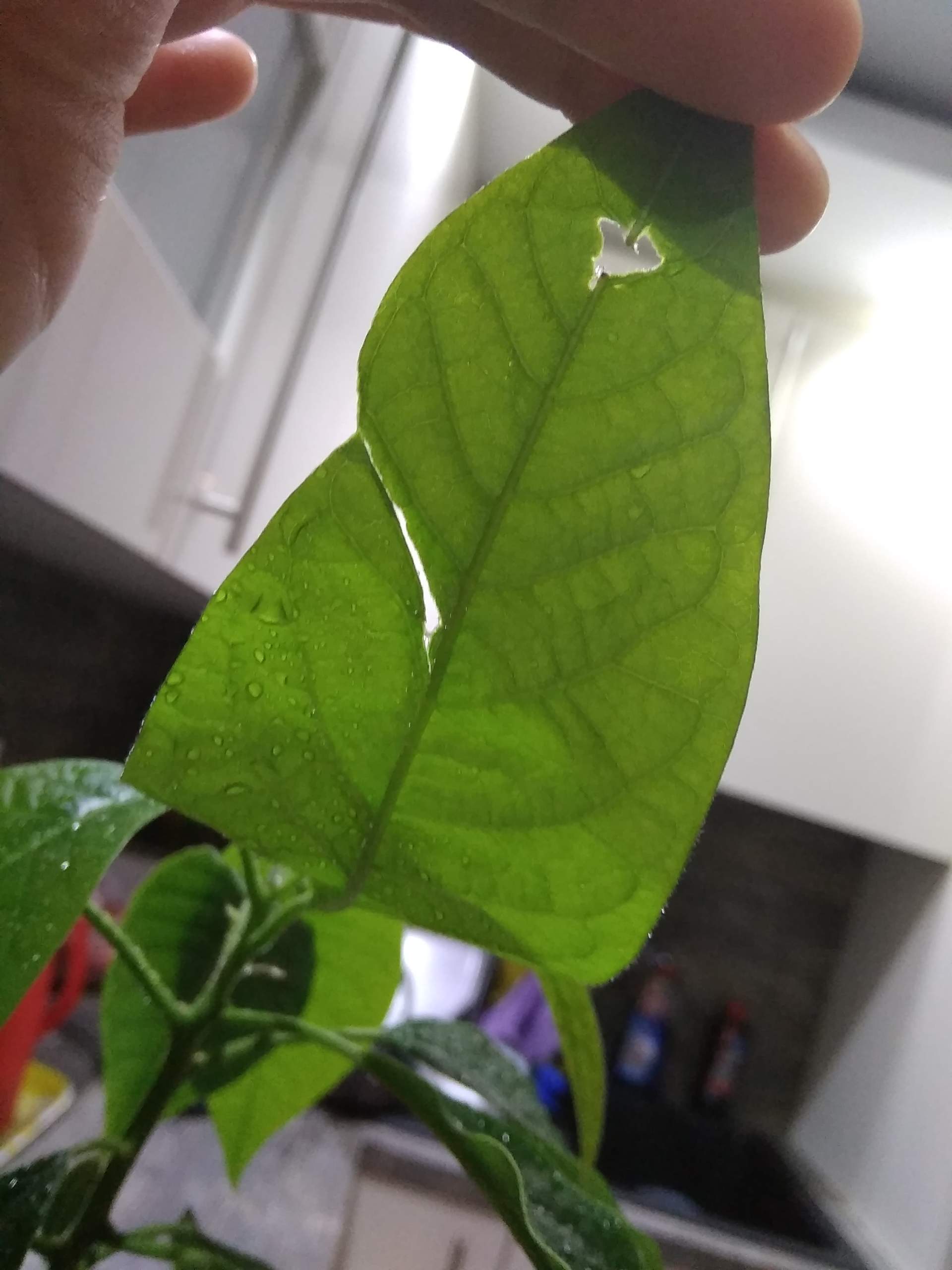 Hilfe, Löcher in den Blättern!? (Pflanzen, Pflanzenpflege, Hilferuf)