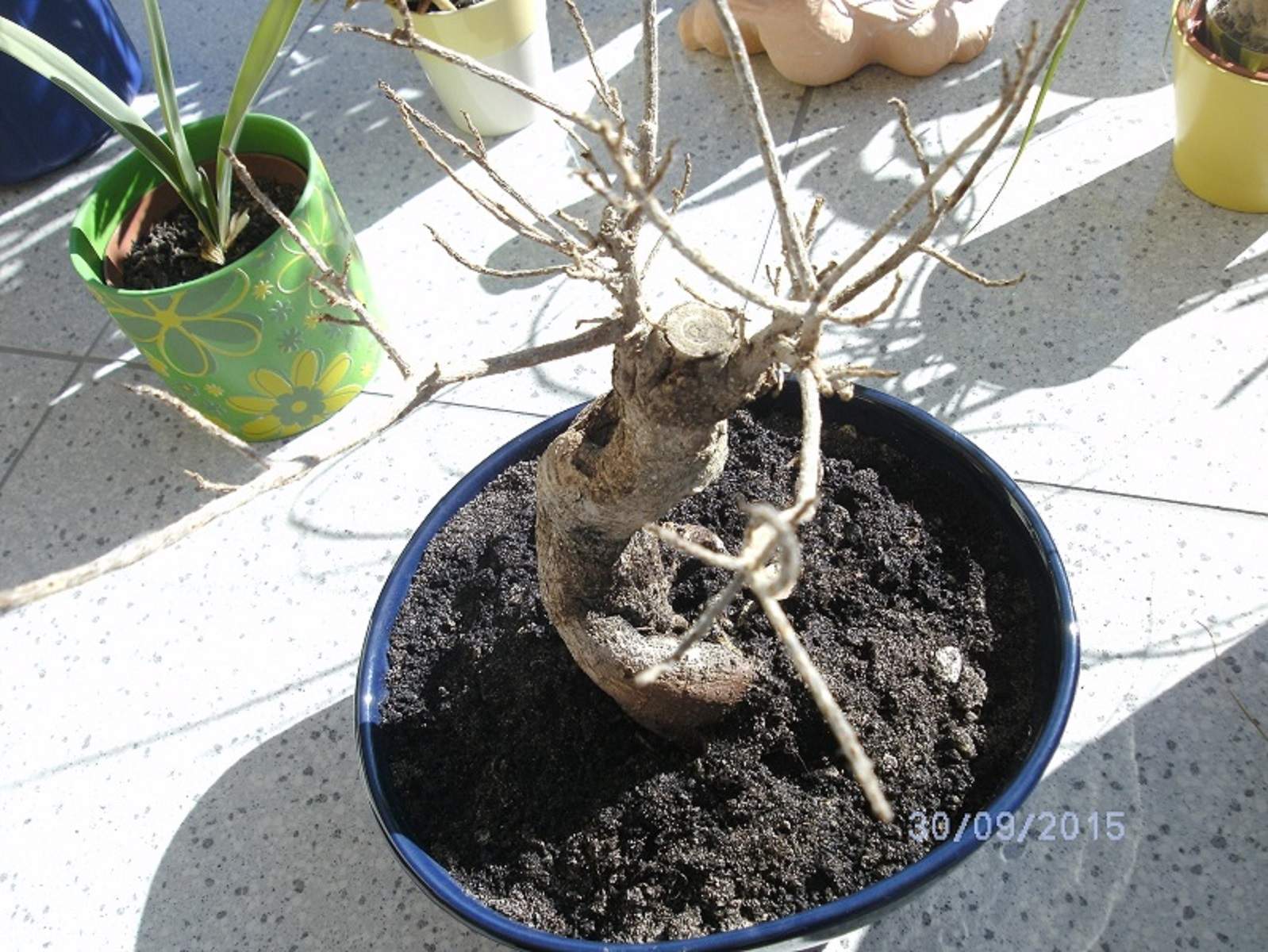 Mein Bonsai Ficus Ginseng hat alle Blätter verloren. Was kann ich tun?
