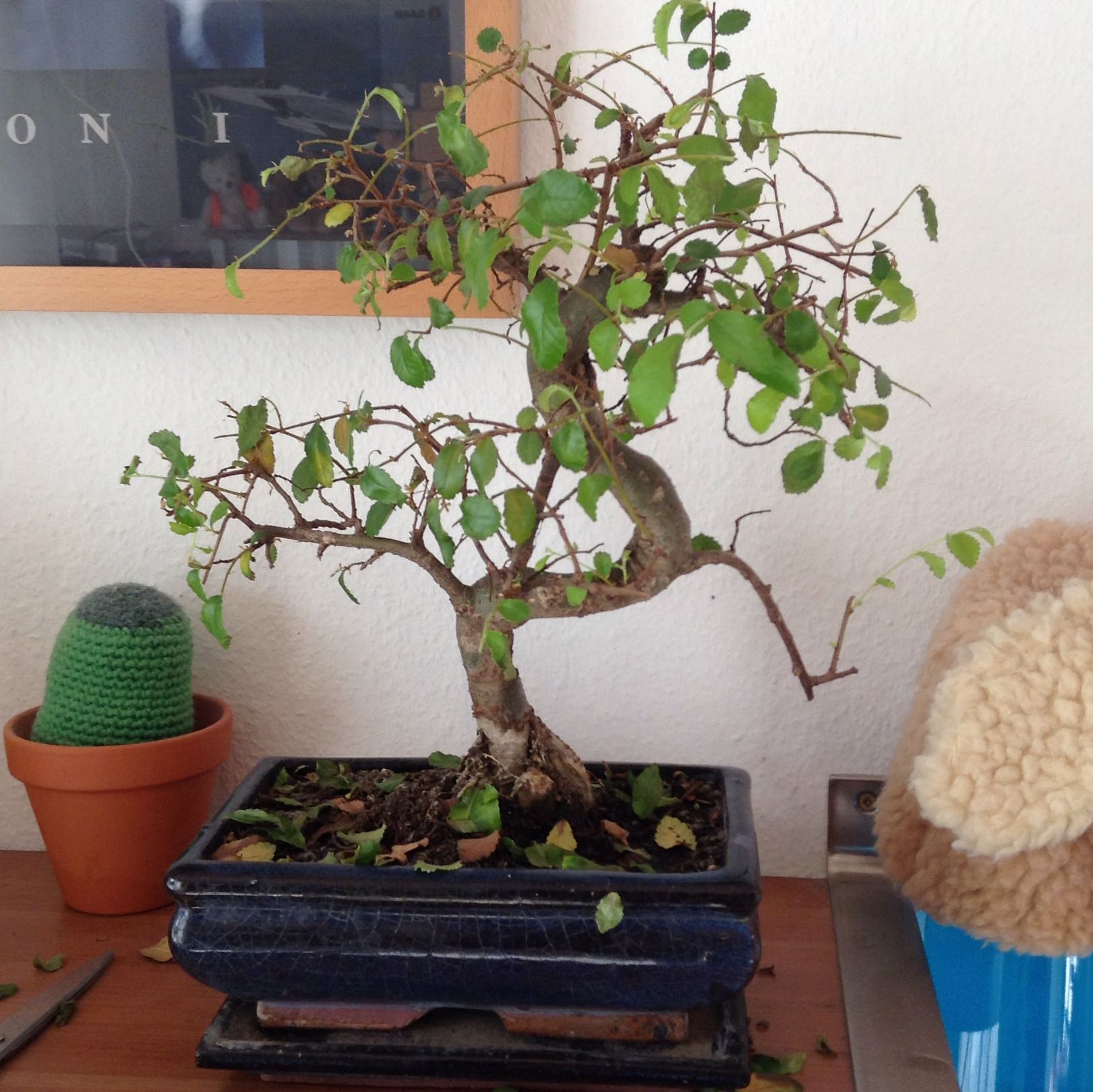mein bonsai verliert alle blätter