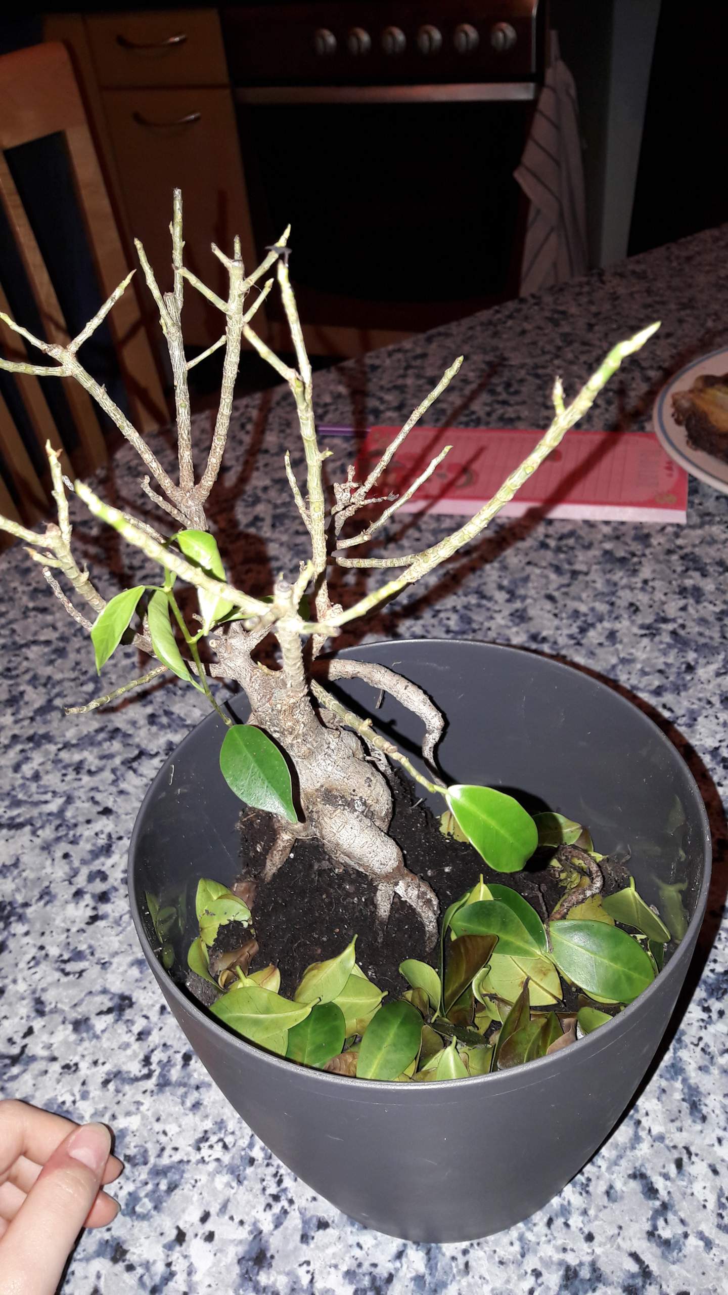 Hilfe mein Ficus Ginseng verliert alle Bltter was soll ich tun? (Pflanzen)