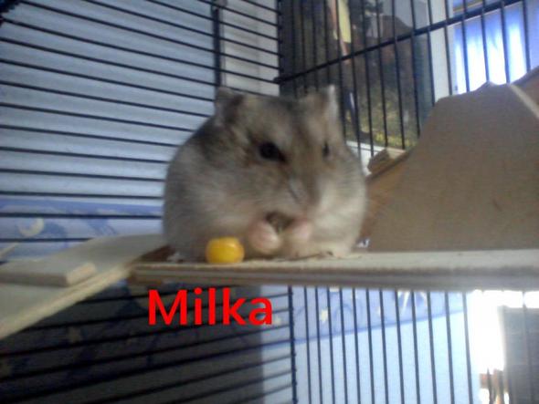 Das ist sie (Milka) mit ihrem Maiskorn.. - (Tiere, Hamster)