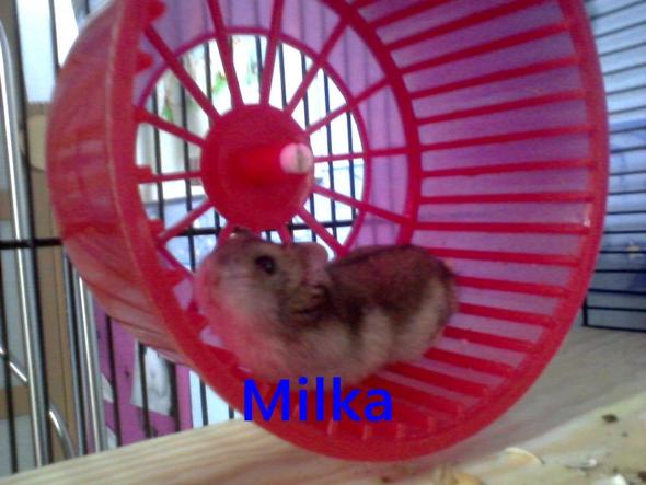 Das ist sie (Milka) im Laufrad.. - (Tiere, Hamster)