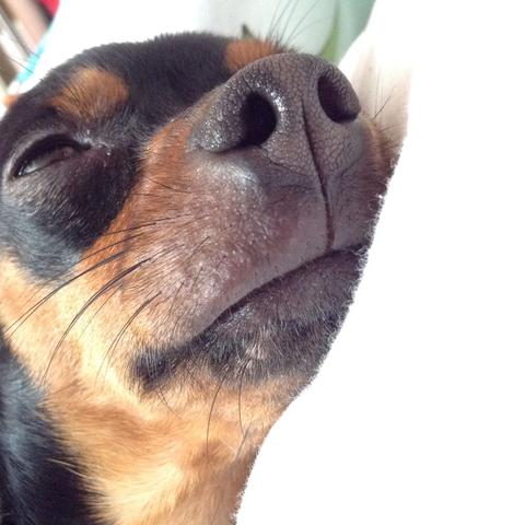 hilfe mein hund 3 5kg wurde von einer biene in die lippe gestochen was soll ich machen seine lippe ist ganz dick bienenstich