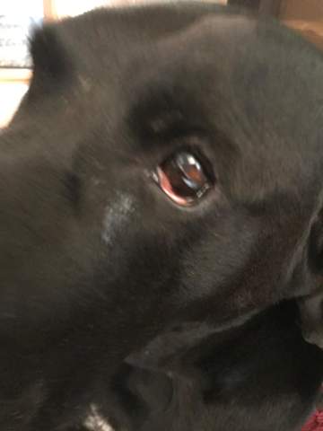 Hilfe Mein Hund Bekommt Ein Auge Nicht Richtig Auf Und Es Sieht Schlimm Aus Gesundheit Und Medizin Tiere Angst Hilfe Mein Hund Bekommt Ein Auge Nicht Richtig Auf Und Es Sieht Schlimm Aus Gesundheit Und Medizin Tiere Angst