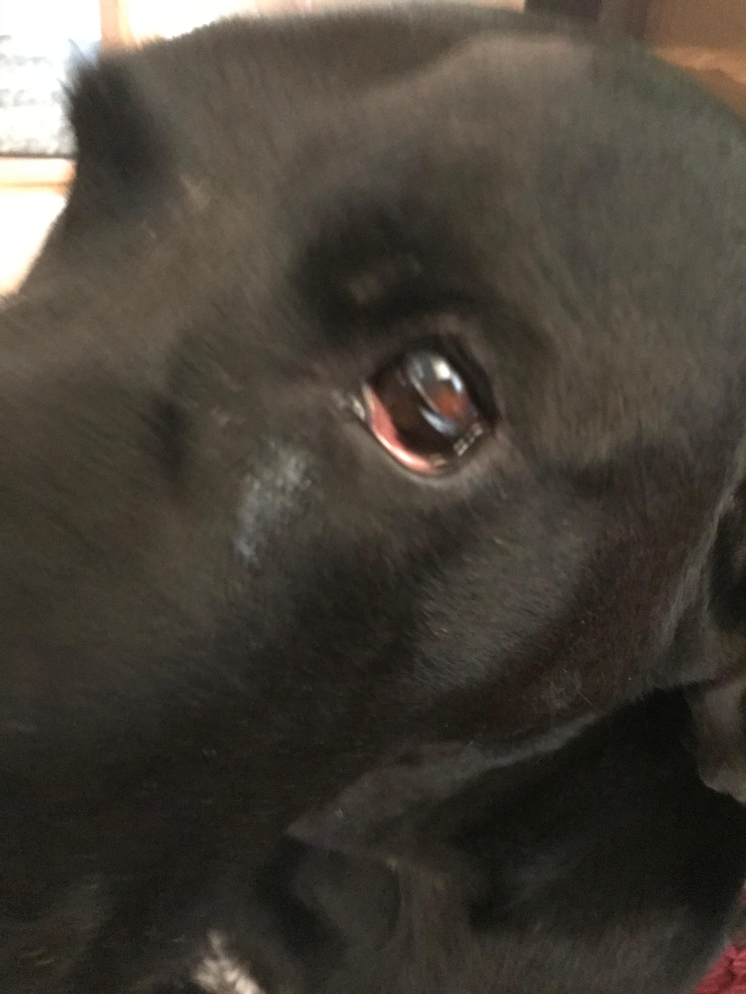 hilfe mein hund bekommt ein auge nicht richtig auf und es sieht schlimm aus gesundheit und medizin tiere angst