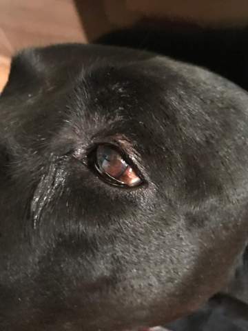 Hilfe Mein Hund Bekommt Ein Auge Nicht Richtig Auf Und Es Sieht Schlimm Aus Gesundheit Und Medizin Tiere Angst Hilfe Mein Hund Bekommt Ein Auge Nicht Richtig Auf Und Es Sieht Schlimm Aus Gesundheit Und Medizin Tiere Angst