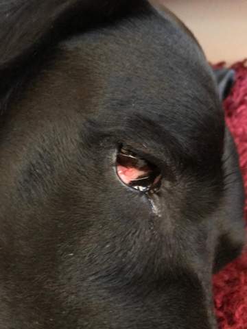Hilfe Mein Hund Bekommt Ein Auge Nicht Richtig Auf Und Es Sieht Schlimm Aus Gesundheit Und Medizin Tiere Angst Hilfe Mein Hund Bekommt Ein Auge Nicht Richtig Auf Und Es Sieht Schlimm Aus Gesundheit Und Medizin Tiere Angst