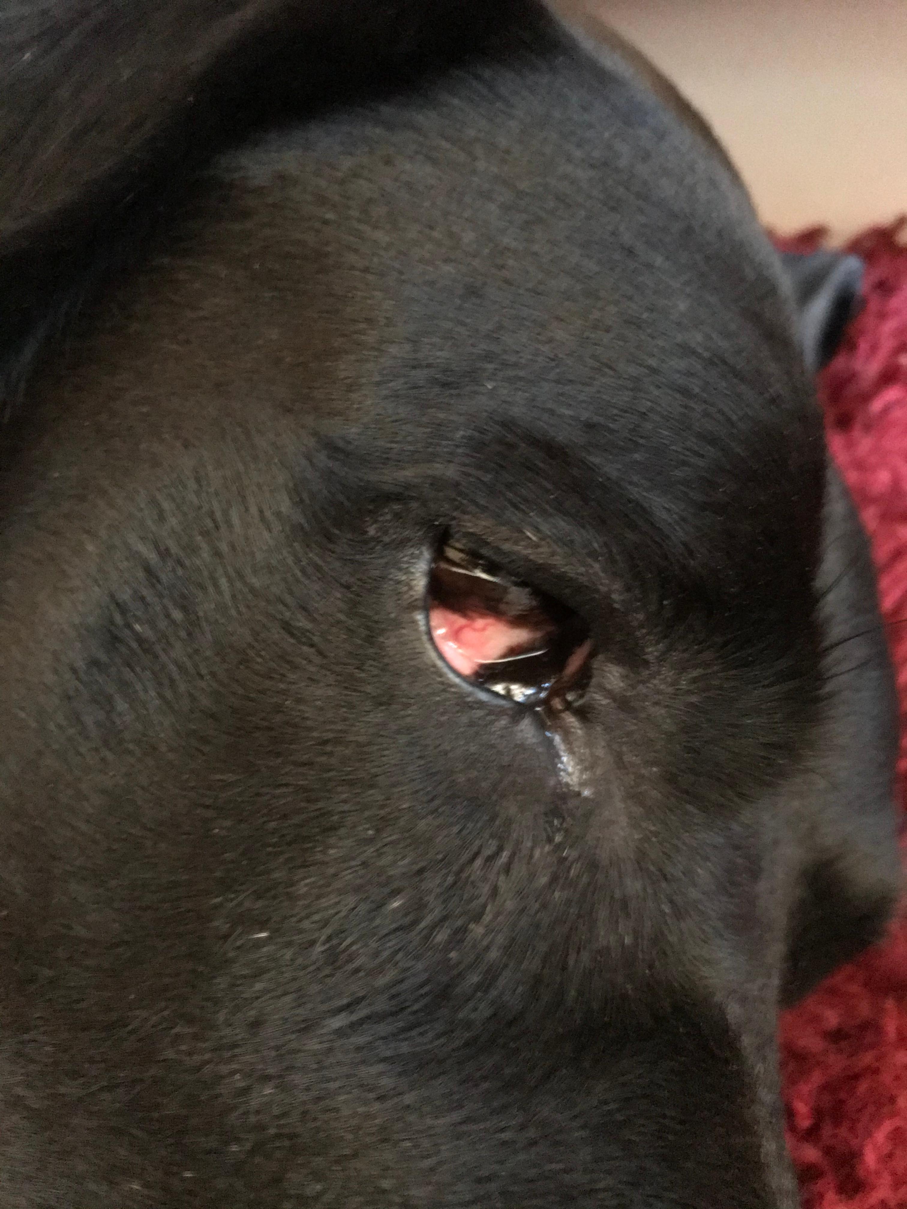 HILFE! mein hund bekommt ein auge nicht richtig auf und es sieht