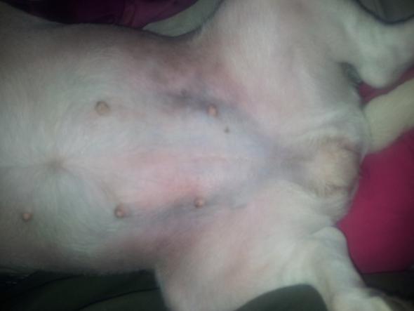 Hilfe. Mein Hund hat blaue Verfärbungen am Bauch! (Jack Russel)