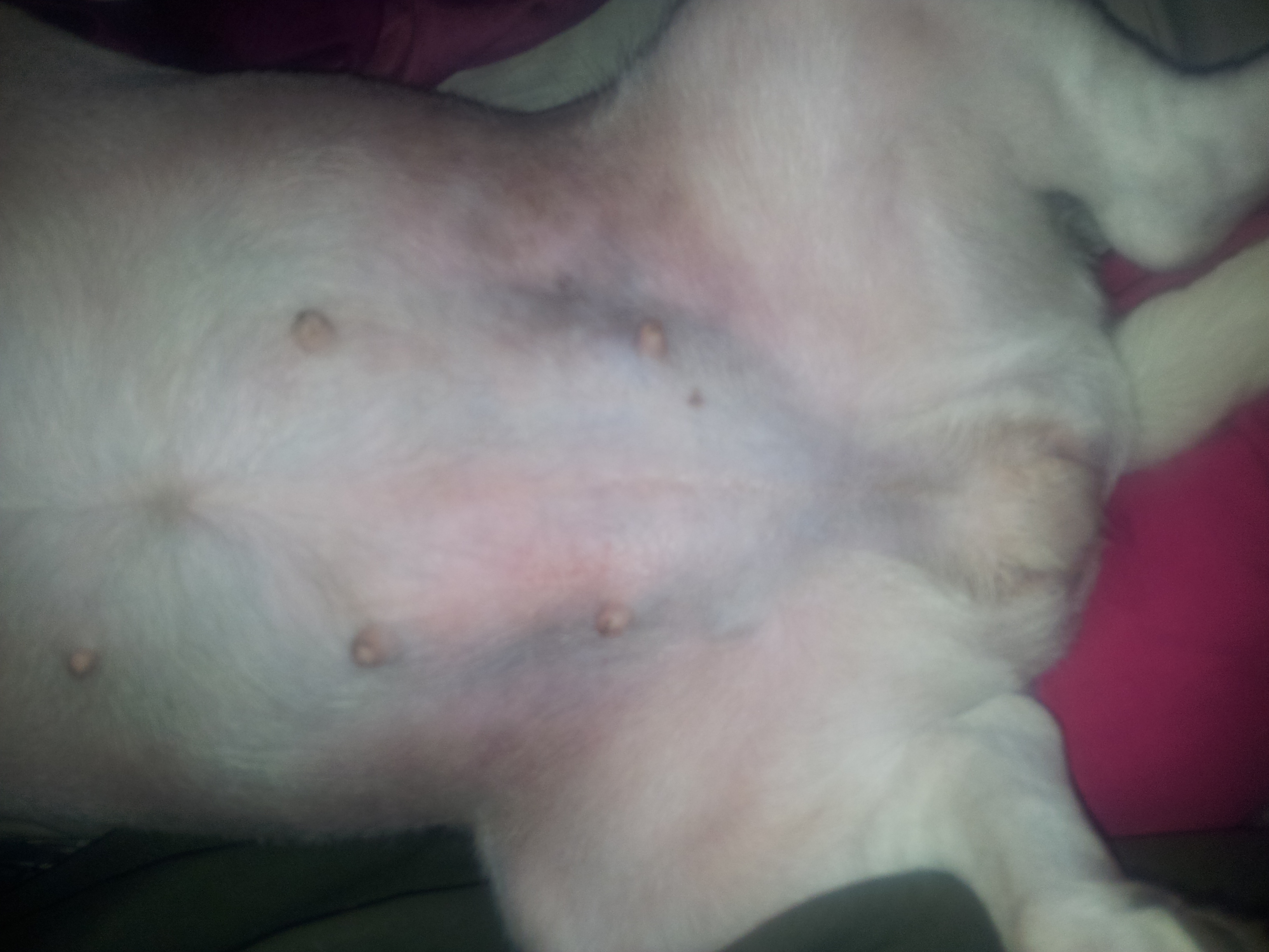 Hilfe. Mein Hund hat blaue Verfärbungen am Bauch! (Jack Russell)