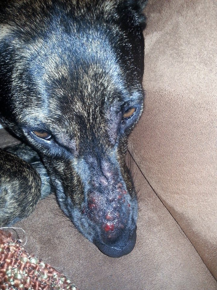 Hilfe mein Hund hat etwas schlimmes an der nase (Medizin, Haut
