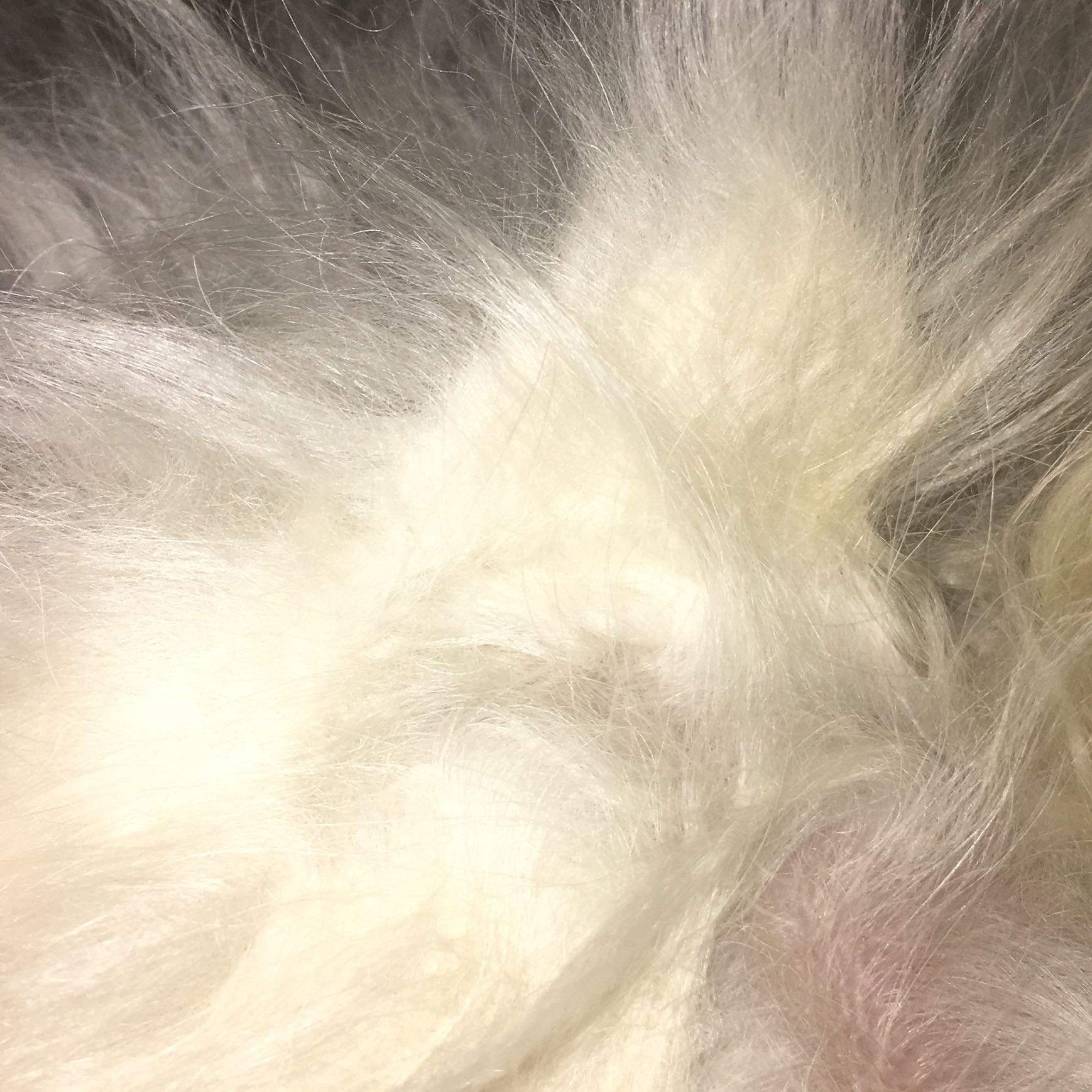 Hilfe mein Hund hat extreme Knoten? (Gesundheit und Medizin, Tiere, Fell)