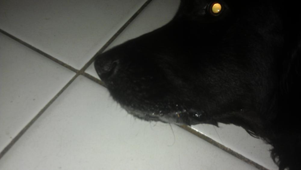 Mein Hund hat komischen Schaum am Maul. Was könnte das sein? (Tiere