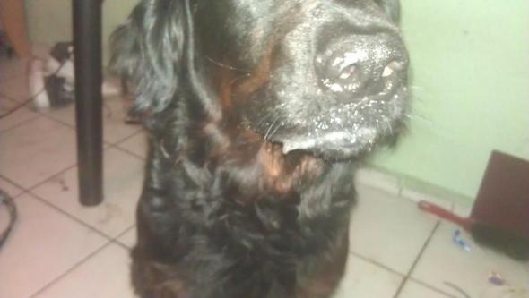 Mein Hund hat komischen Schaum am Maul. Was könnte das sein? (Tiere