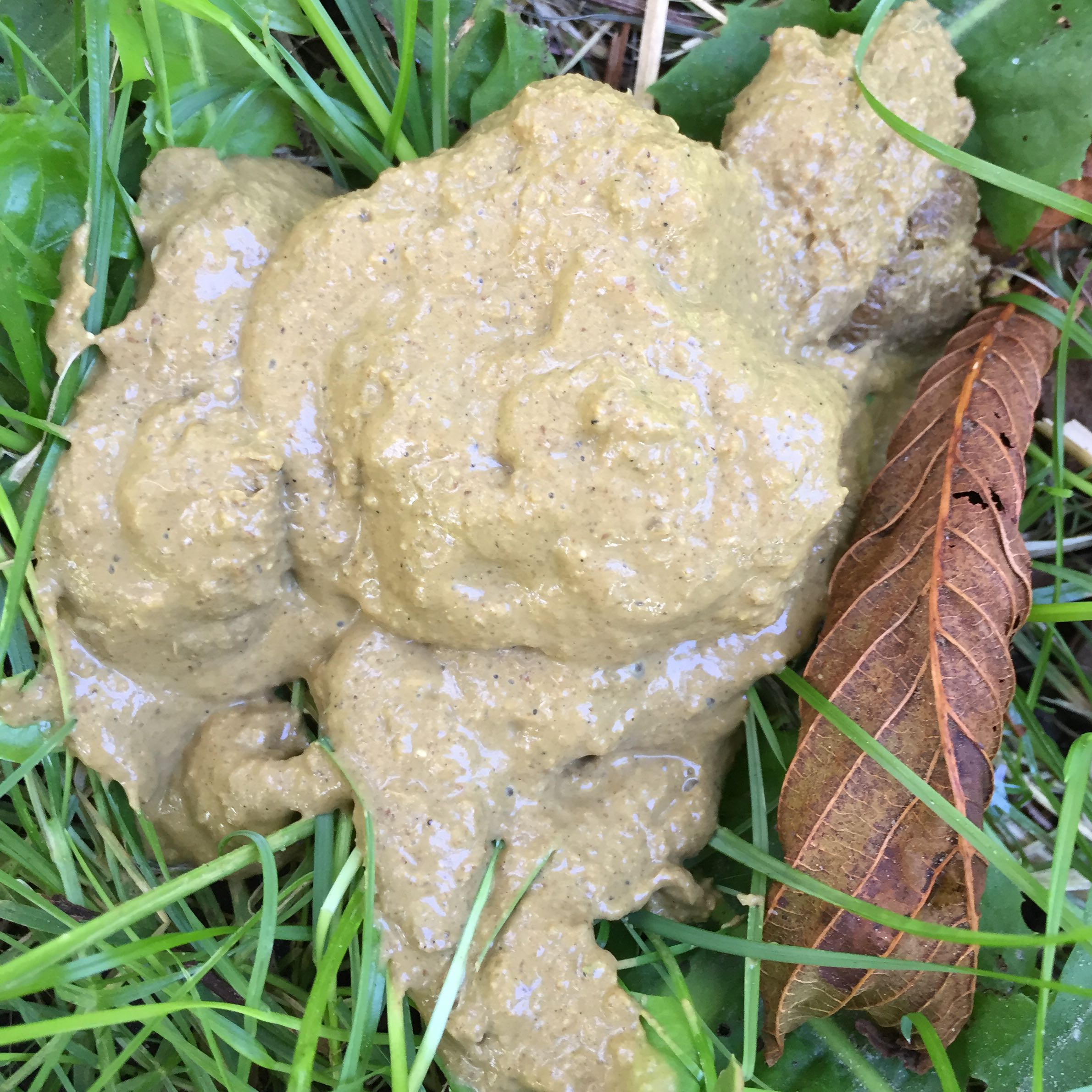 Mein Hund hat seit 12 Wochen Durchfall Hat jemand eine Idee