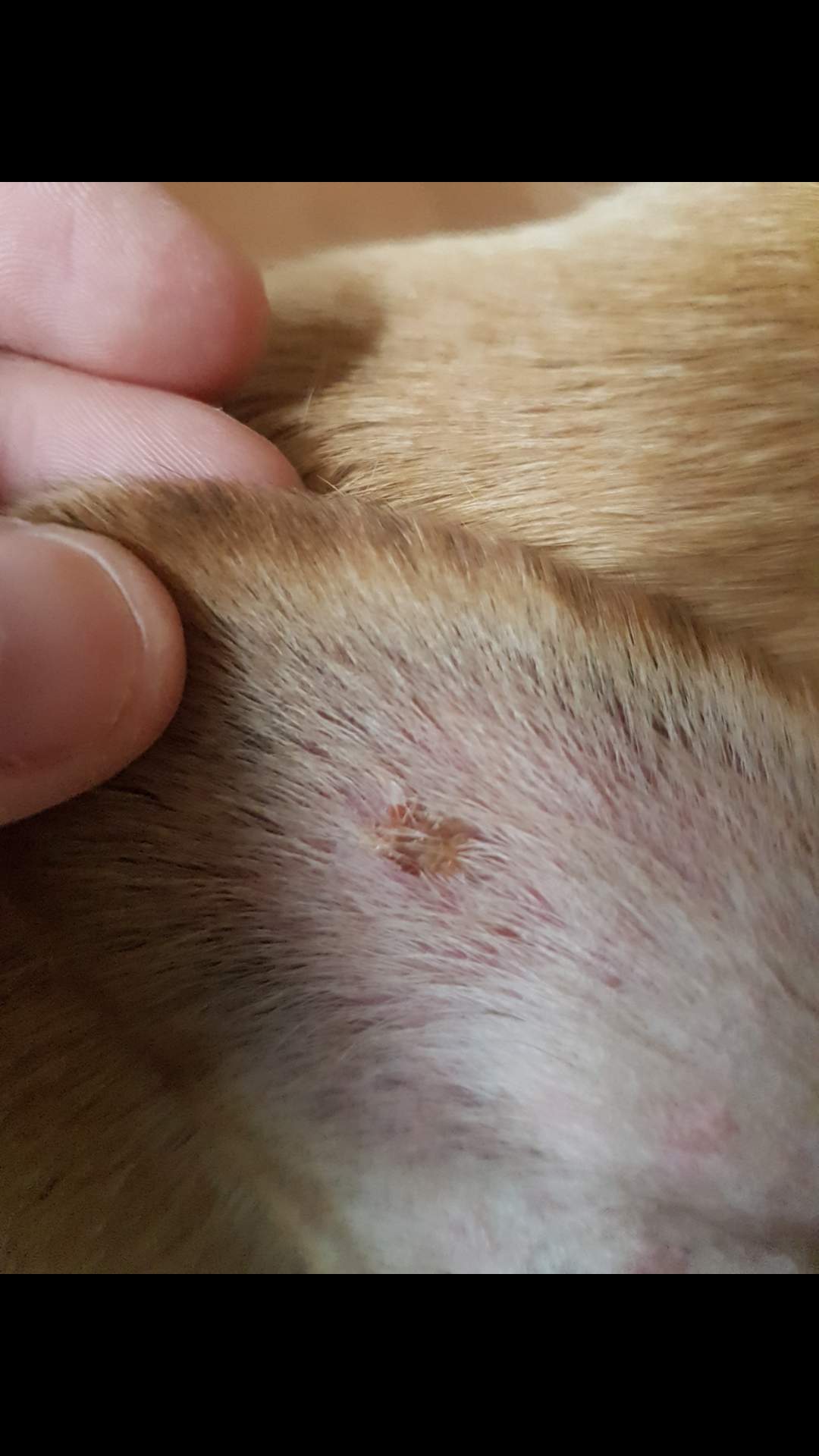 Hilfe mein Hund hat was an den ohren es fühlt sich an wie Kruste und