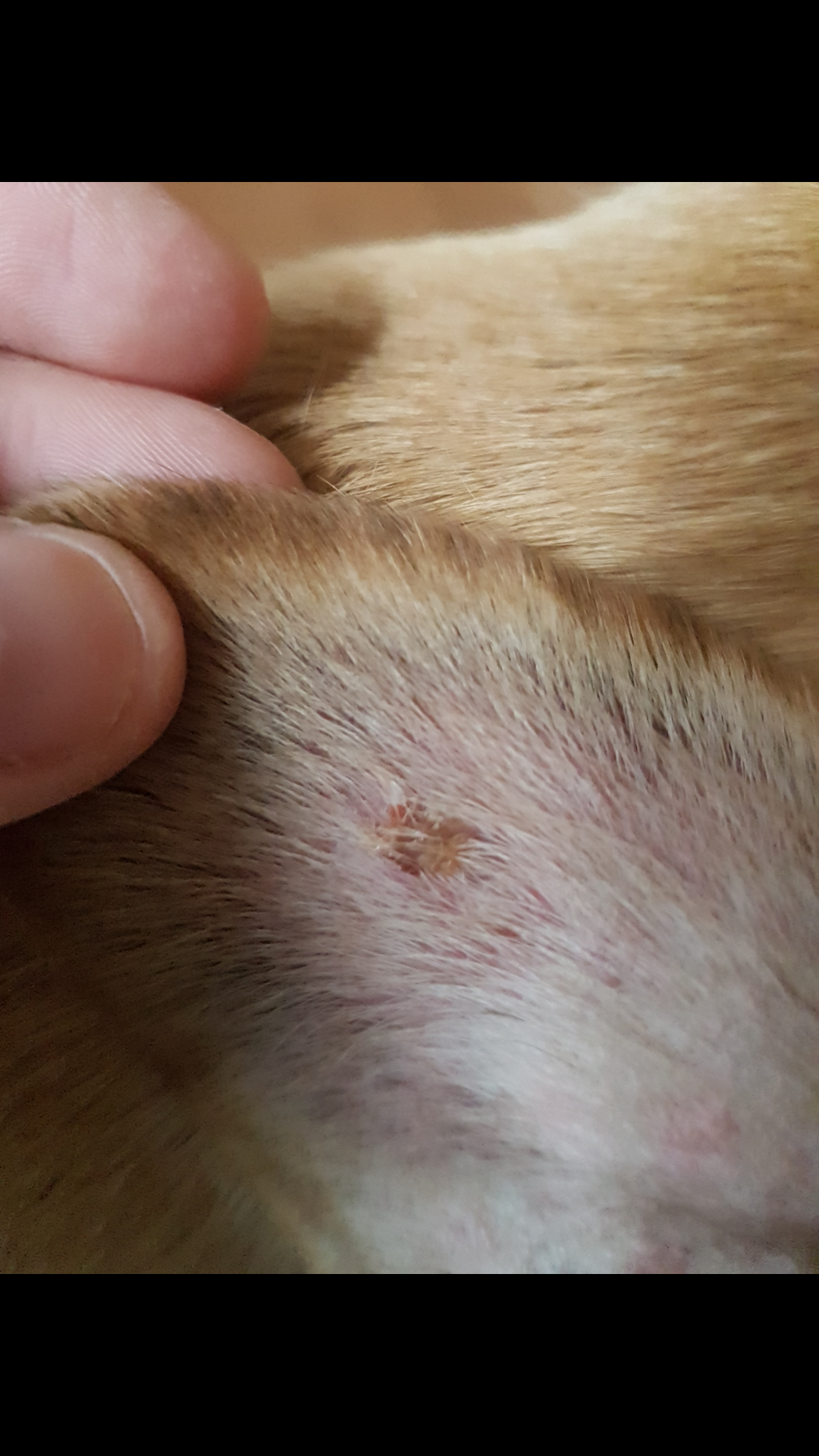 hilfe mein hund hat was an den ohren es fuhlt sich an wie kruste und ist in den haaren verglebt sie hat es an beiden ohren was kann das sein siehe bild