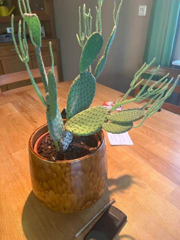 Hilfe mein Kaktus knickt ab. Wer kann mir helfen?
