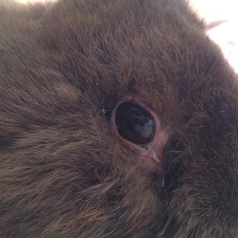 So sieht das Auge aus - (Tiere, krank, Kaninchen)