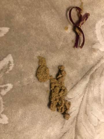 hilfe mein kitten hat schon dreimal erbrochen gesundheit und medizin tipps katze