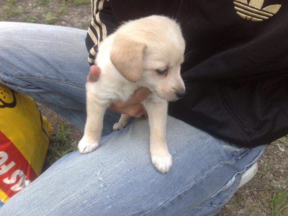 HILFE! Mein Welpe ist Krank, was tun? (Hund, Welpen)
