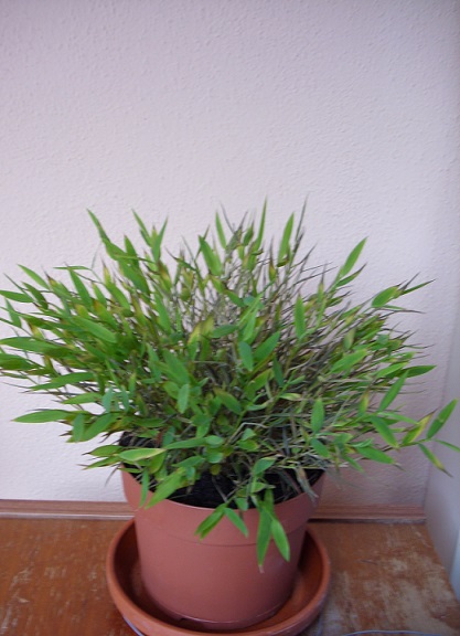 Hilfe Mein Zimmerbambus verd rrt Pflanzen Blumen Hilfe Mein Zimmerbambus verd rrt Pflanzen Blumen