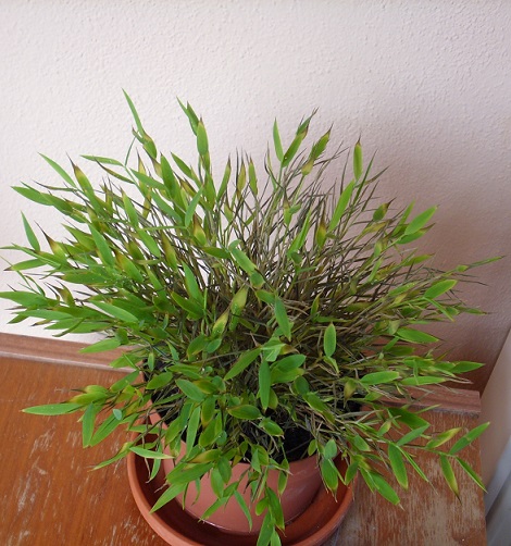 Hilfe Mein Zimmerbambus verd rrt Pflanzen Blumen Hilfe Mein Zimmerbambus verd rrt Pflanzen Blumen