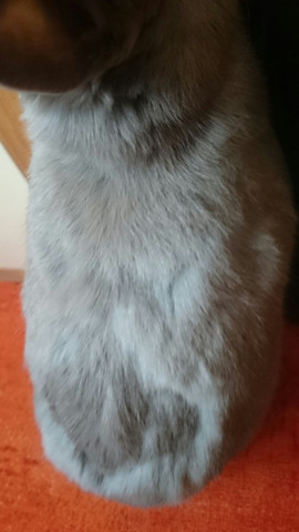 mein zwergkaninchen verliert enorm viel