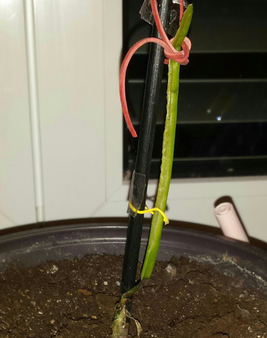 Der jetzige Zustand meiner Aloe Vera - (Pflanzen, Aloe Vera)