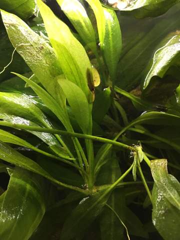 Hilfe! Meine Echinodorus Pflanze hört einfach nicht auf Triebe zu produzieren?