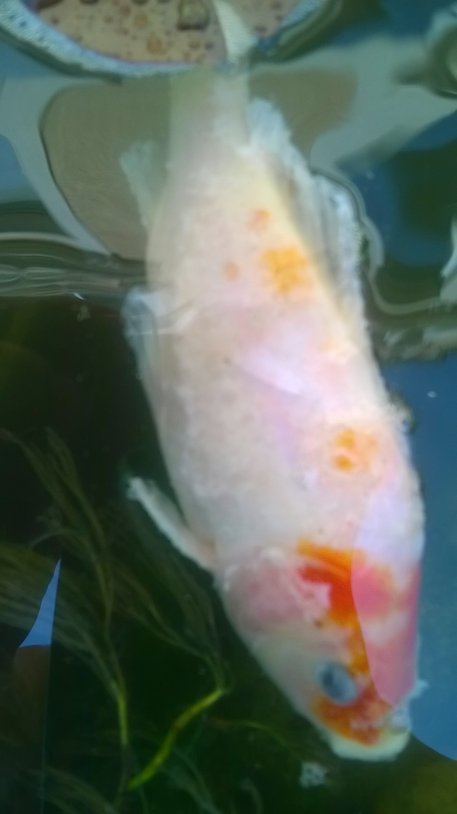 Hilfe meine Goldfische sind Krank und sterben .Sie haben eine weisse ...