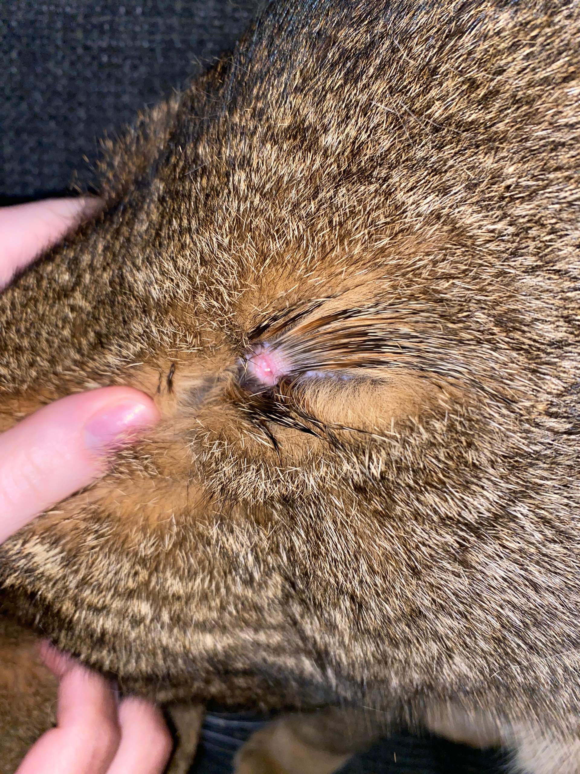 Katze Pickel Im Fell