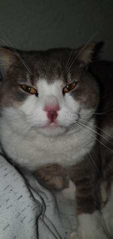 Hilfe Meine Katze Hat Eine Blaue Nase