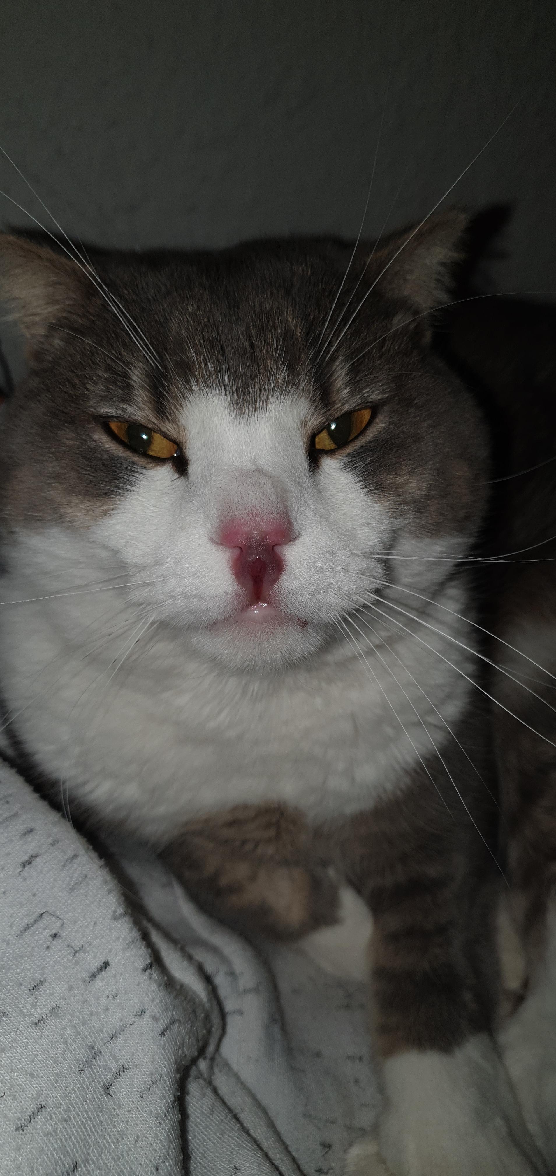 hilfe meine katze hat eine blaue nase