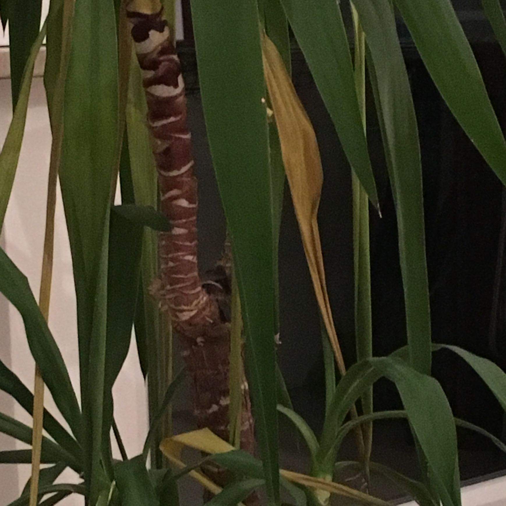 Hilfe, meine Yucca geht ein!? (Pflanzen, Botanik, Palme)