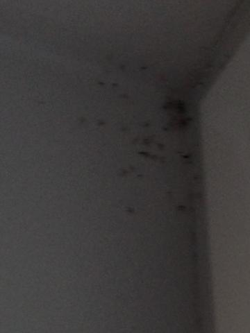 Insekten an der Decke - (Insekten, Mini Tierchen)