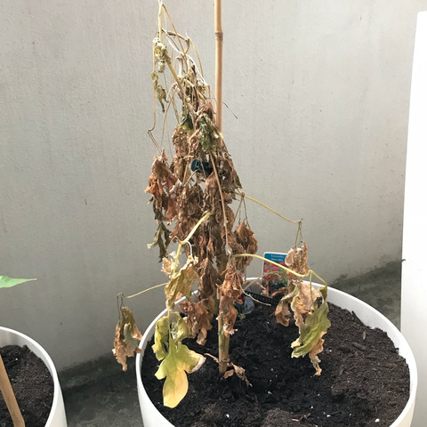 Pflanze - (Pflanzen, Winter, Balkon)