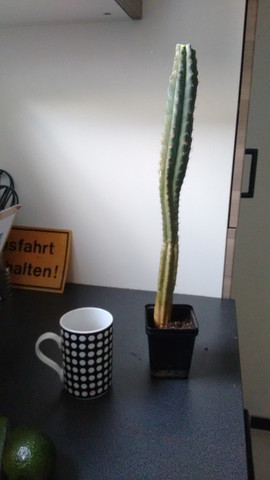 Pedro 1 - (Kaktus)