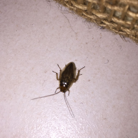 Hilfe! Plötzlich diese Käfer im Haus. Sind das Schaben?