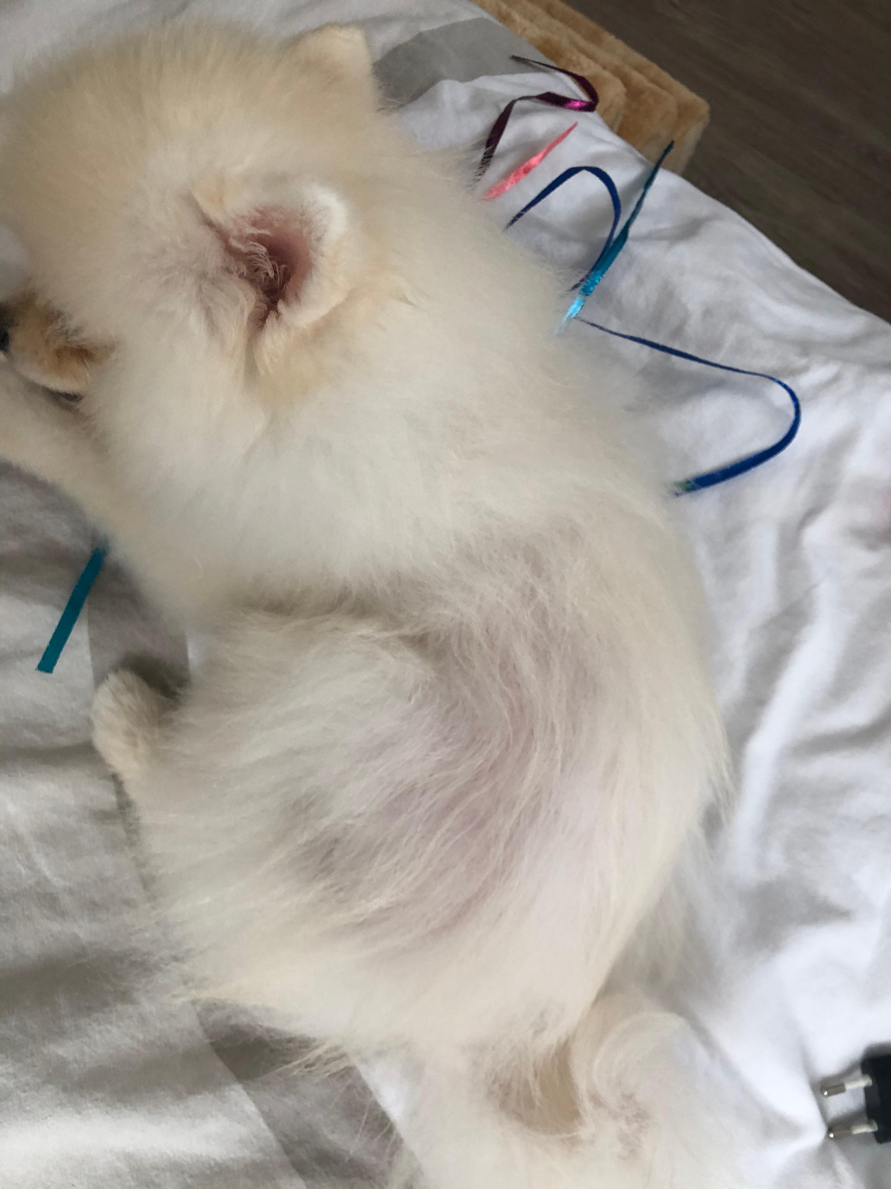 HILFE! Pomeranian verliert an einigen Stellen die Unterwolle? (Tiere, Hund)